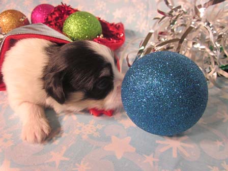 havanese-puppies